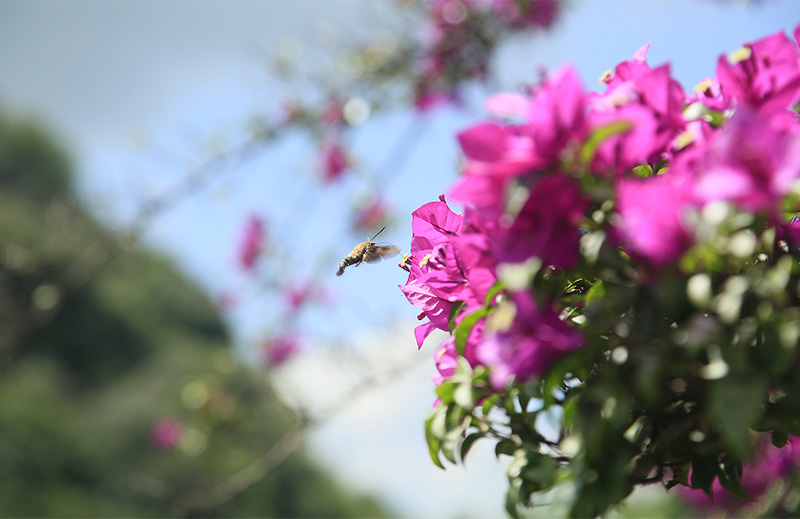 蜂鸟鹰蛾正在花丛中飞舞。