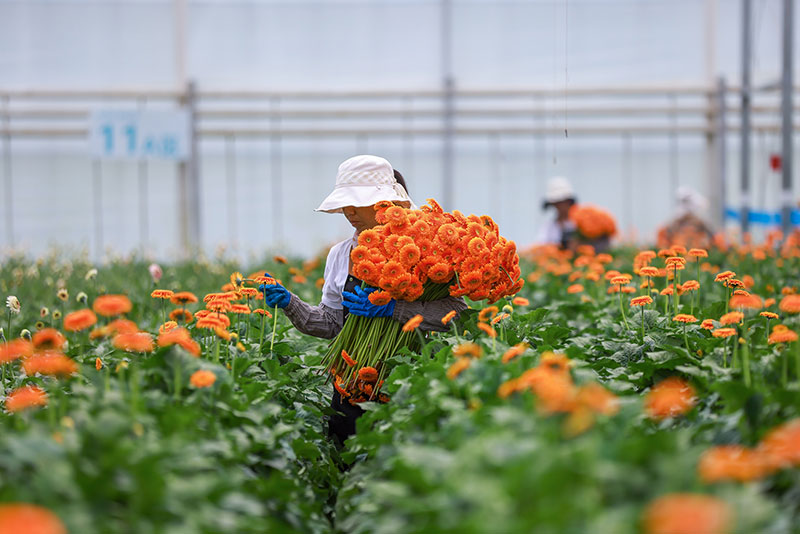 七夕科技助力鲜花“为爱保鲜”(图2)