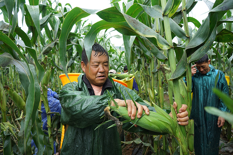 种植户在采收鲜食玉米。