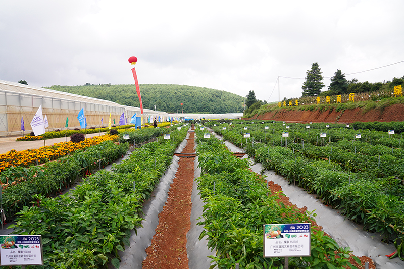 新品种种植展示区