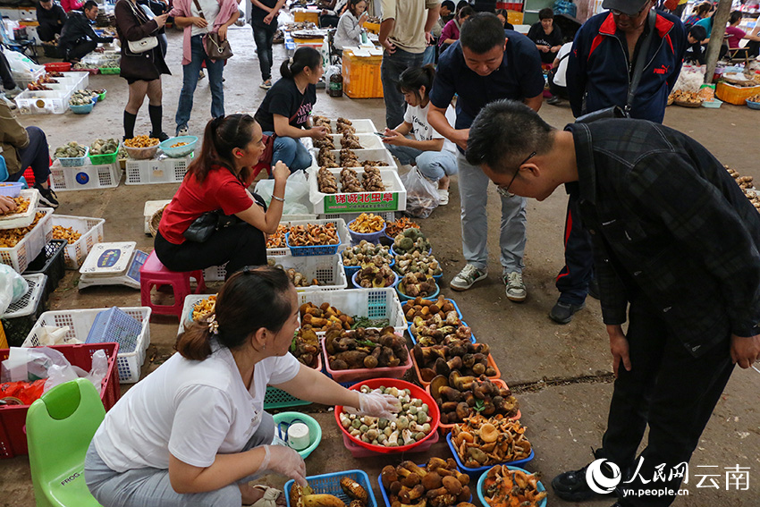 昆明市民正在选购野生菌。人民网记者 符皓摄