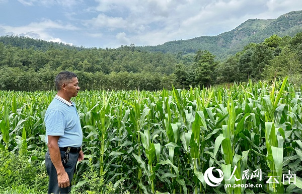 徐洪顺正查看玉米长势。人民网记者 程浩摄