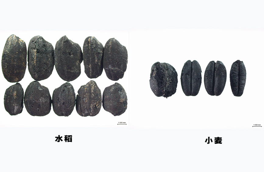 【4】古城村遗址内出土的水稻和小麦。云南省文物考古研究所供图