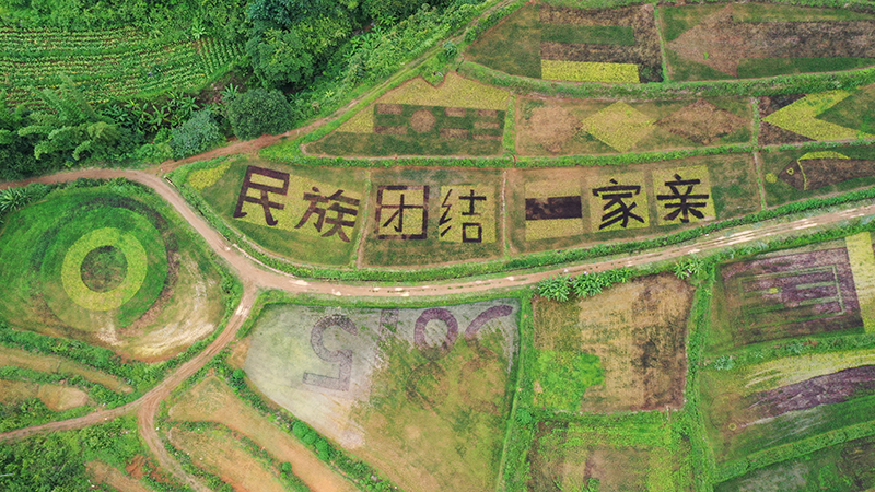 彩色稻田。陶平摄