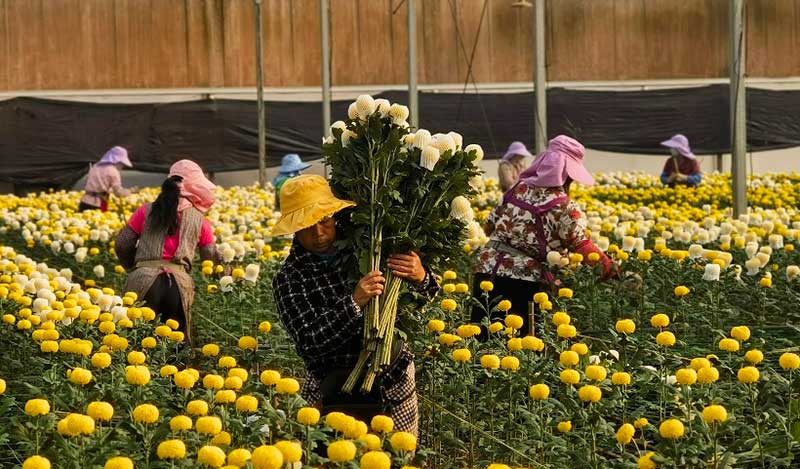 开远市国家现代农业产业园菊花基地采收现场。李雪琼摄