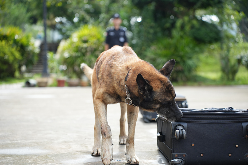 【3】警犬进行嗅探训练。普洱市公安局供图