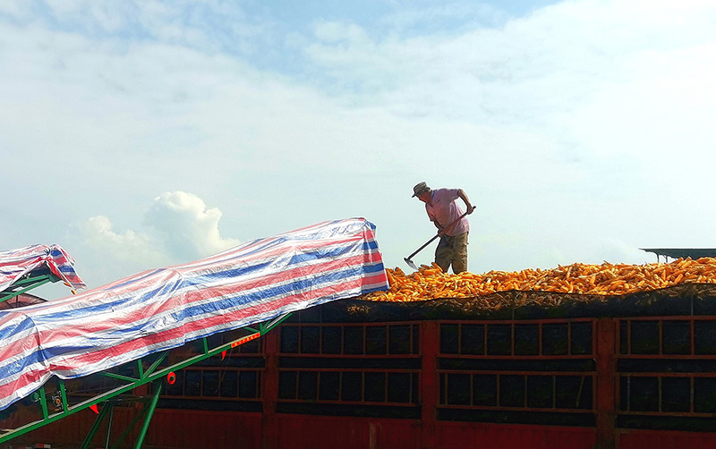 工人正在将玉米装车。杨文虹摄