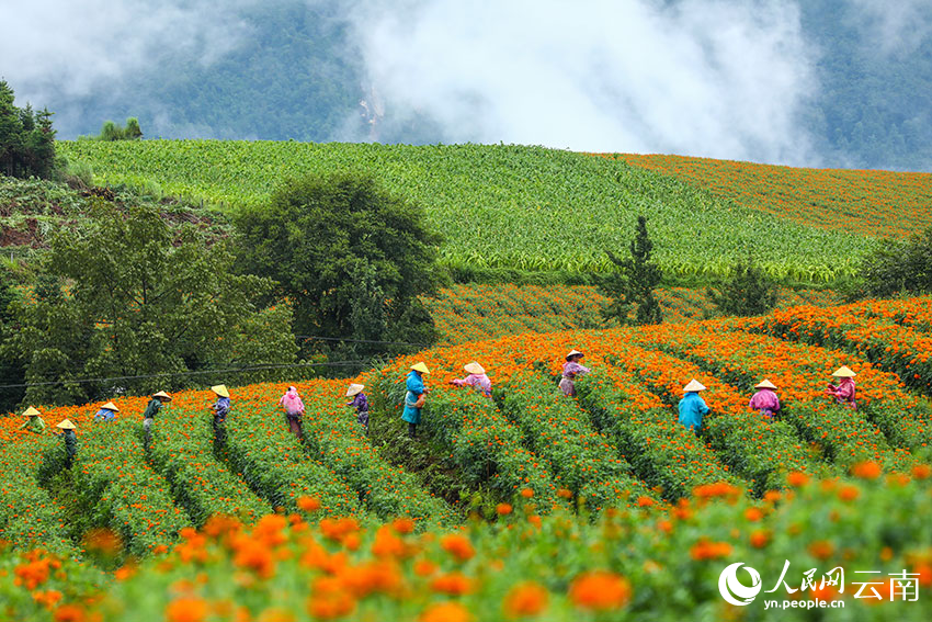 村民正在采收万寿菊。龚祖金摄