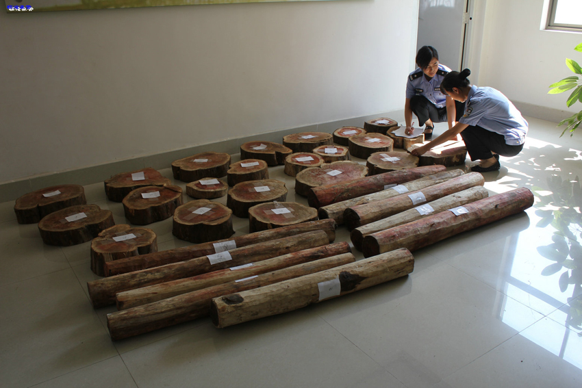 【图2】临沧环食药侦支队查获的红豆杉。-临沧市公安局供图