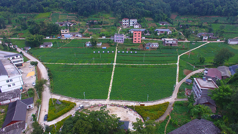 七彩花生種植基地