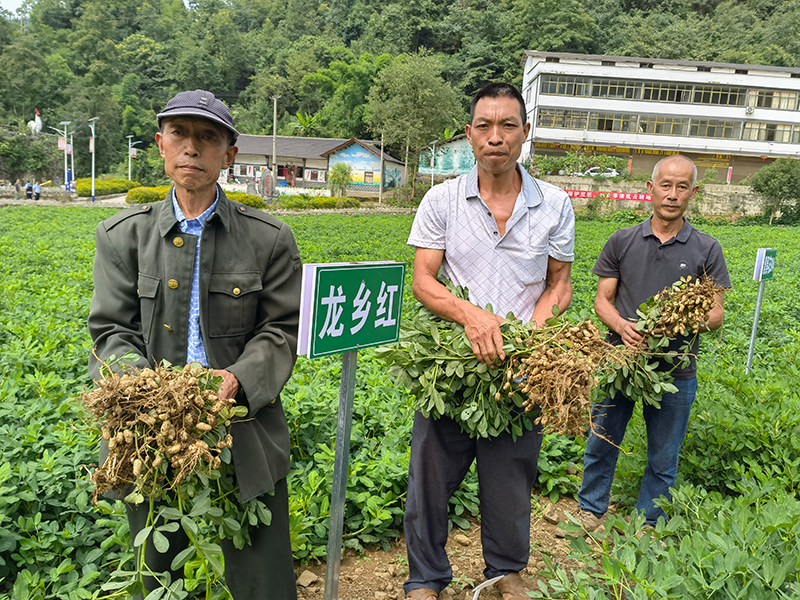 村民正在地裡採收花生