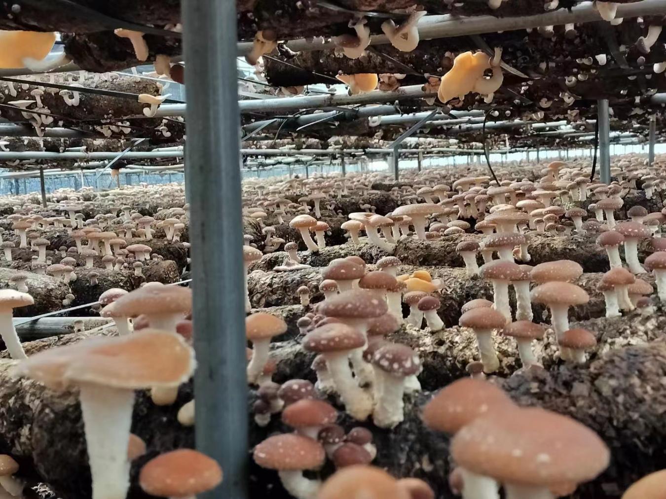 人工食用菌种植基地。南华县融媒体中心供图
