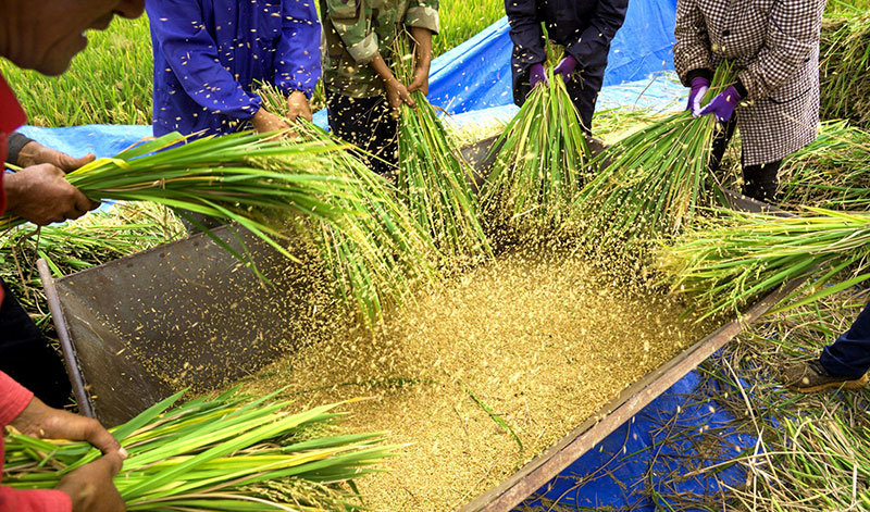 袁隆平超級雜交水稻蒙自示范基地水稻打谷現場。張坤攝