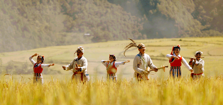 丙中洛東風村的稻田一片金黃，當地怒族群眾沉浸在秋收的喜悅中。