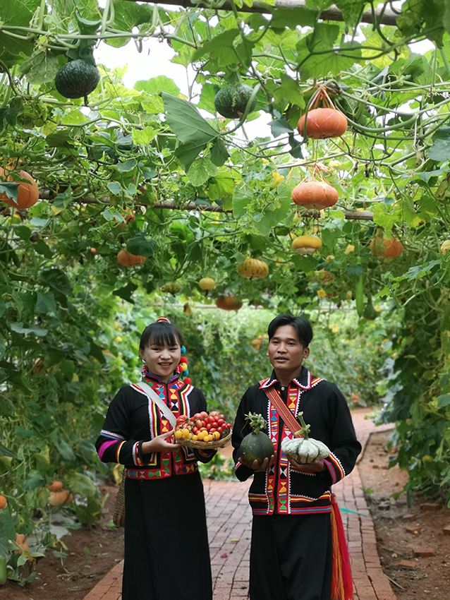 蔬菜園。周青青攝-1