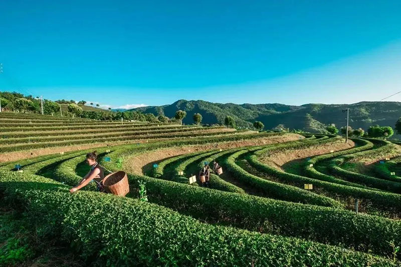 雙江縣茶葉飄香-茶景優美。雙江縣委宣傳部供圖