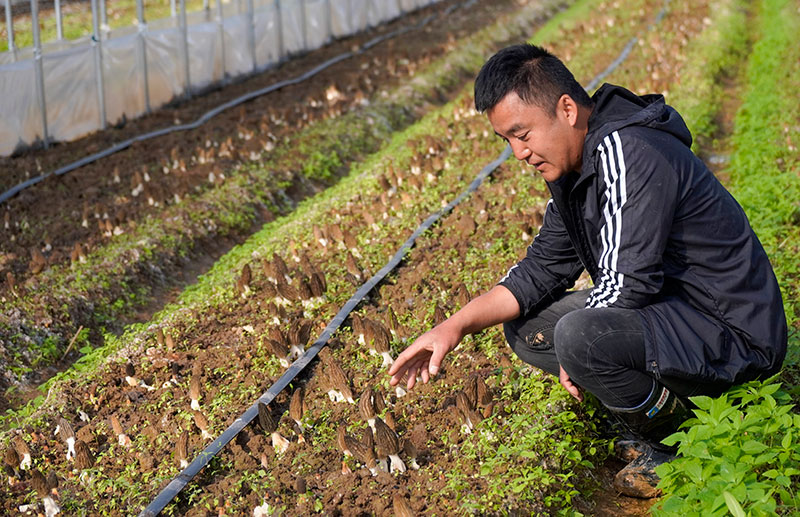 毛仕俊在羊肚菌人工栽培基地查看菌菇长势情况。曾颖颖摄