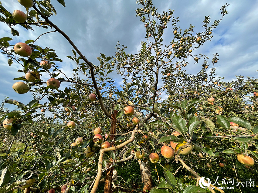 村裡的蘋果樹。人民網記者 程浩攝