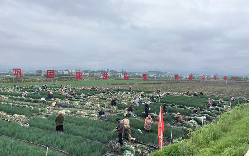 成片的香葱基地。杨朝勇摄