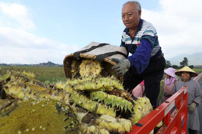 村民装载成熟的油葵。