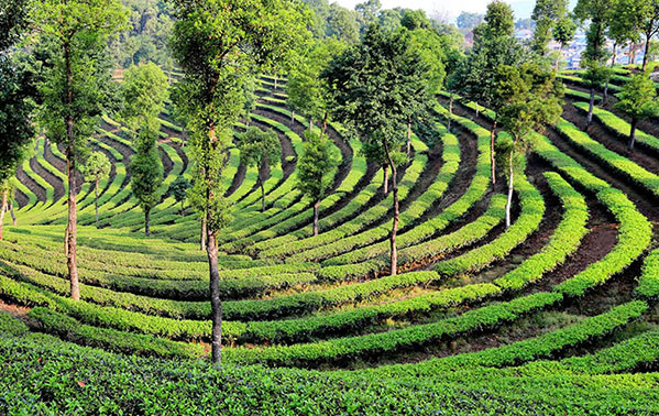 雲南孟連：綠水青山茶飄香 產業助農增收益