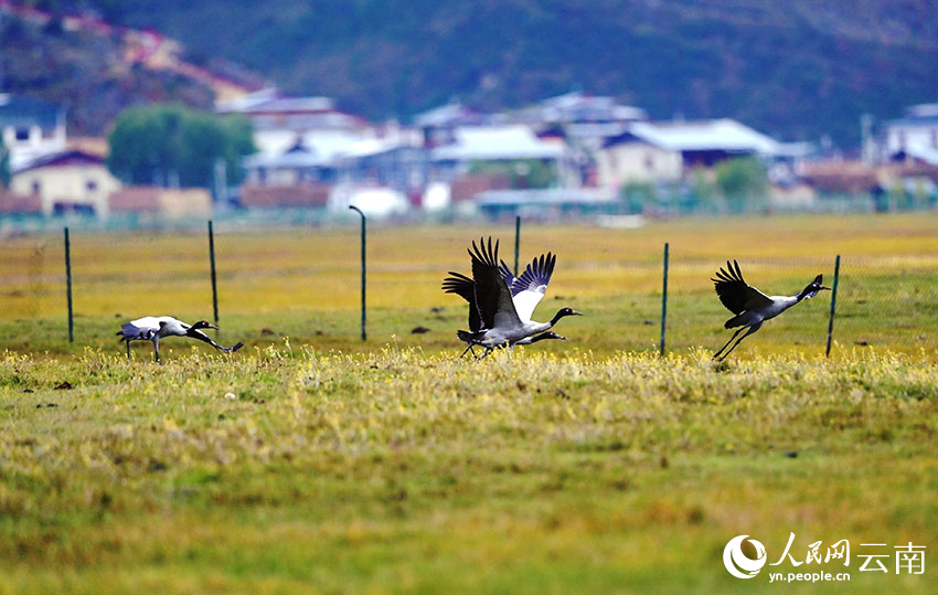 今年第一批黑颈鹤已到达纳帕海。陈志明摄
