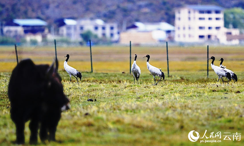 今年第一批黑颈鹤已到达纳帕海。陈志明摄