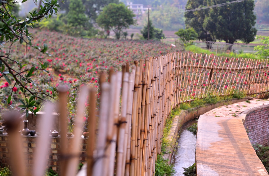 大门寨的玫瑰花田和小路。受访者供图