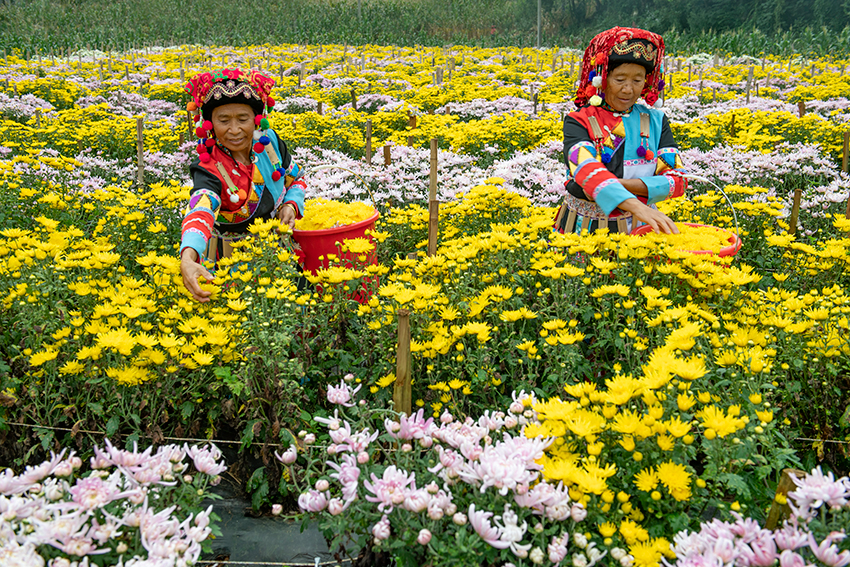 村民正在採摘菊花。