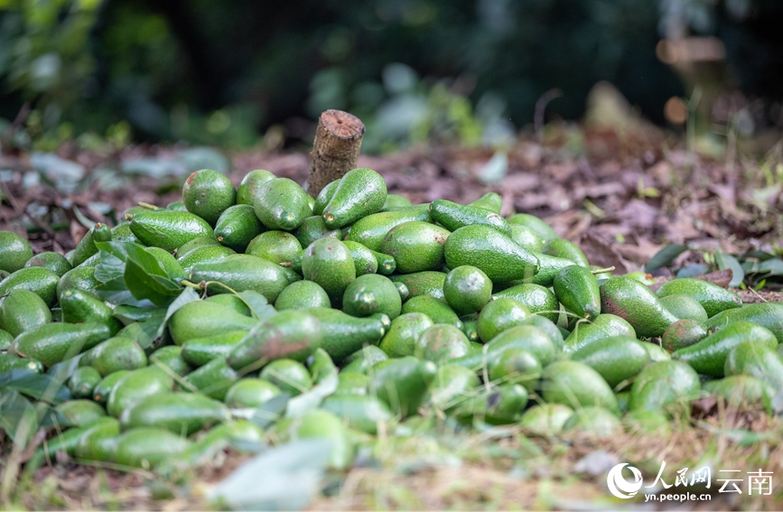 採收的牛油果。人民網記者 虎遵會攝