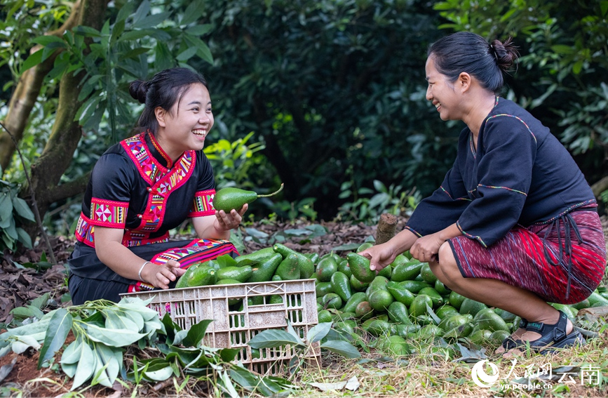 豐收的喜悅。人民網記者 虎遵會攝