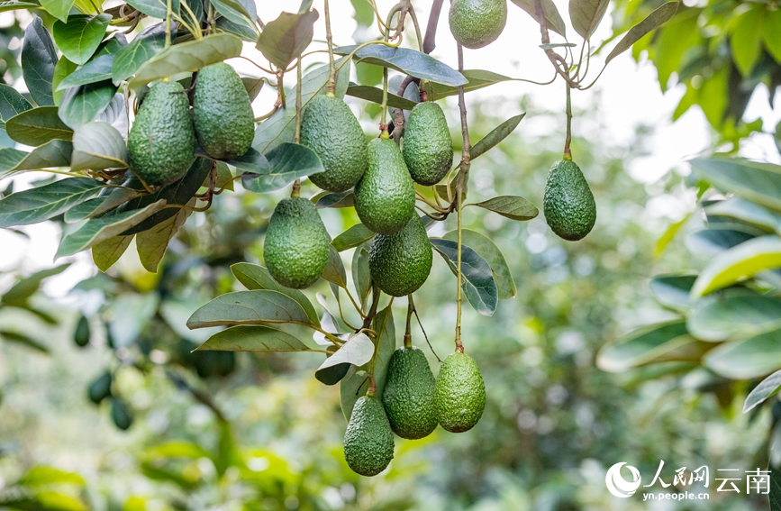 挂滿枝頭的牛油果。人民網記者 虎遵會攝