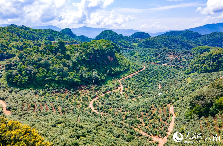 孟連牛油果基地。人民網記者 虎遵會攝