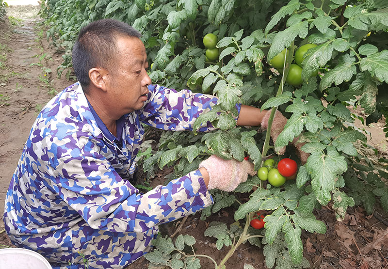 修剪番茄枝叶。