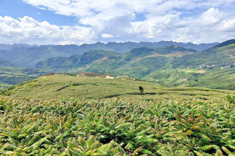 图为篆角乡香椿产业连片种植基地-2022.5