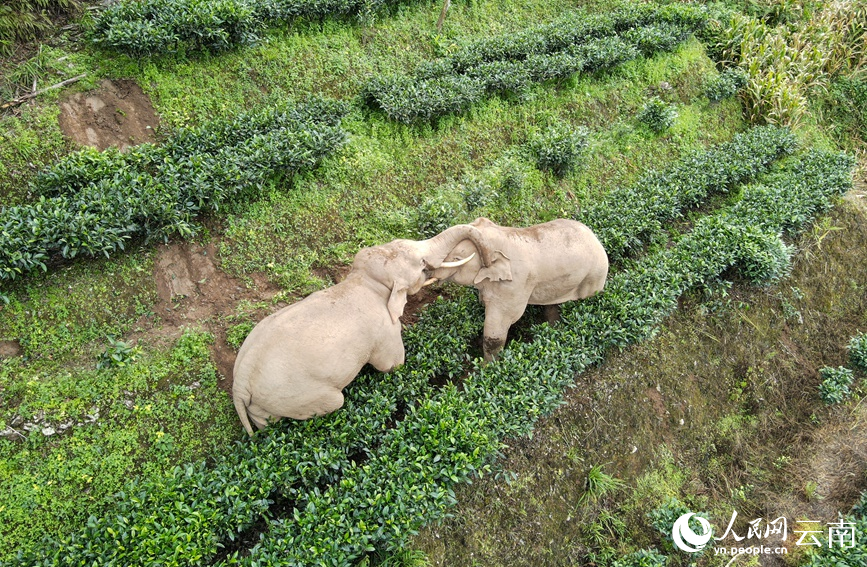 兩頭亞洲象在茶地裡嬉戲。王思崎攝