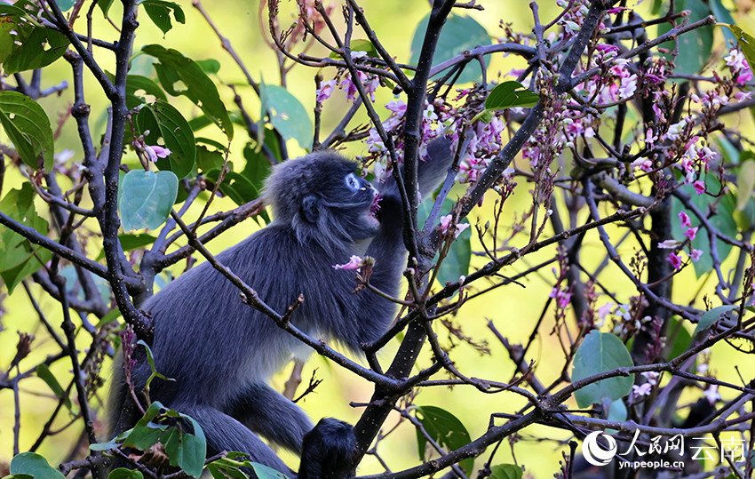 菲氏叶猴正在享用“桐花大餐”。胡兴润摄