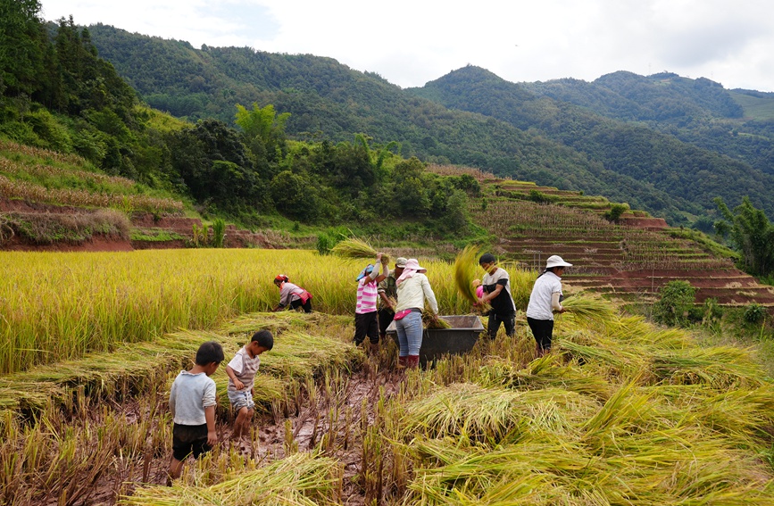 村民正在收割水稻。艾嘎摄