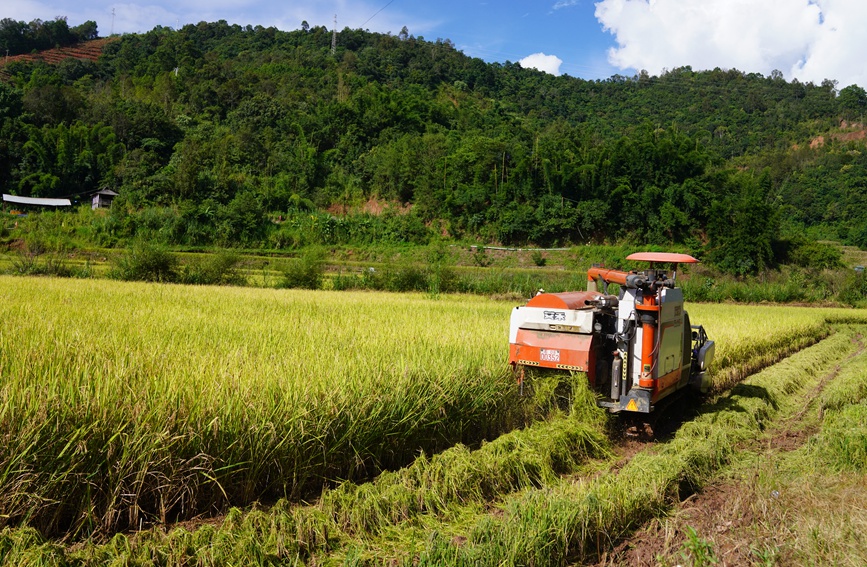 收割机在稻田里来回穿梭，割穗、脱粒、排草、筛选、装车等工序一气呵成。岩三摄