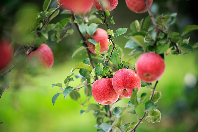 昭通鲁甸：科技赋能苹果产业助农增收