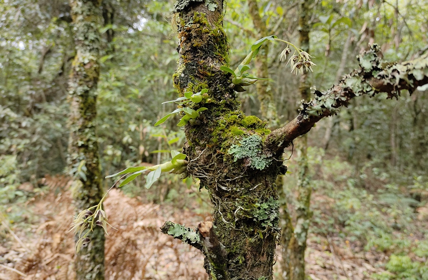 此次发现的梳唇石斛。陶平摄