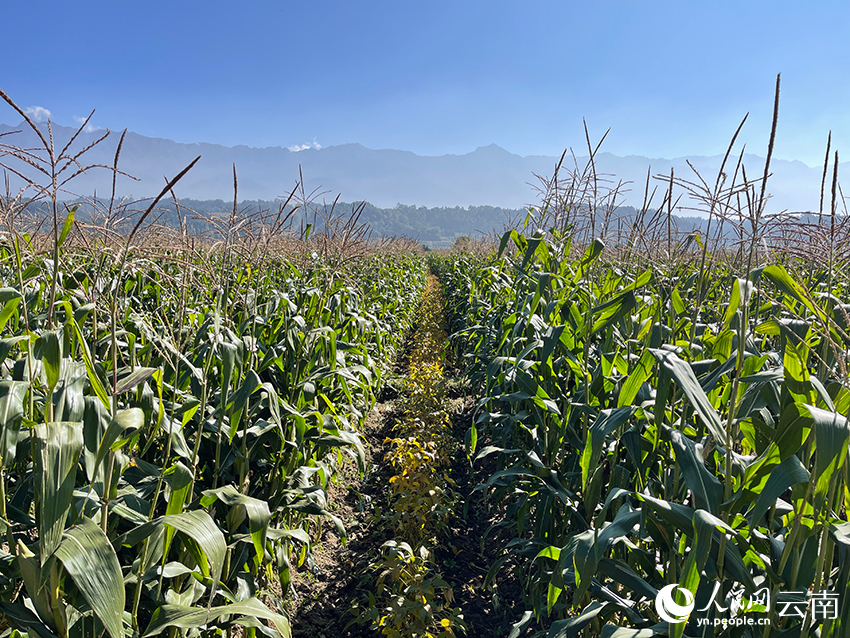 玉米即将成熟，远处是巍峨的高黎贡山。人民网记者 程浩摄