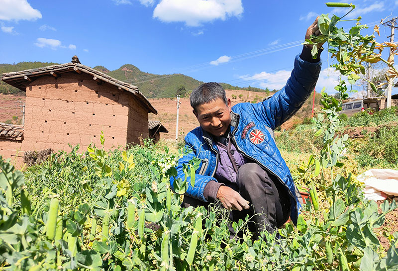 西菊拉村民正在采摘青豌豆。王菊华摄
