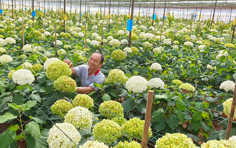 童明永在绣球花种植地里。李静双摄
