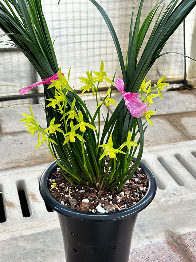 兰花集市参展兰花--。张雯雯摄