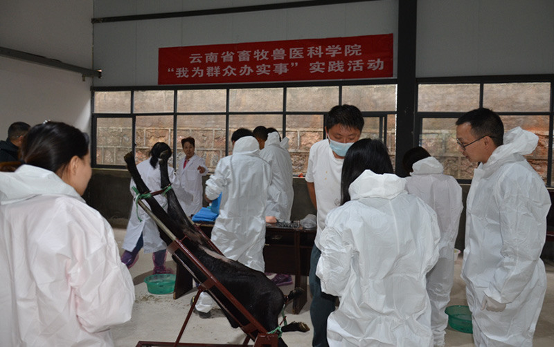 雲南省畜科院在宜良縣開展科技服務。 受訪者供圖