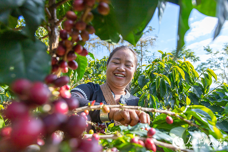 【圖5】雲南咖農正在採摘咖啡。人民網記者-虎遵會攝