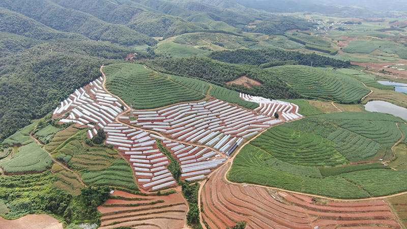 番茄基地。