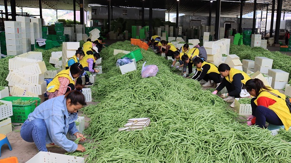 务工人员正分拣蔬菜。镇沅县融媒体中心供图