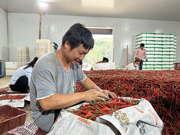 务工人员正分拣蔬菜。镇沅县融媒体中心供图 (1)